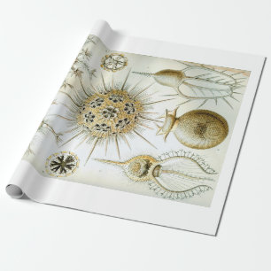 Ernst Haeckel Phaeodaria som slår in papper Presentpapper