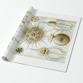 Ernst Haeckel Phaeodaria som slår in papper Presentpapper