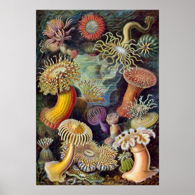 Ernst Haeckel Poster ~ Actiniae (Framsidan)