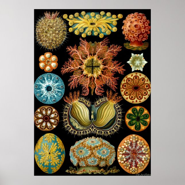 Ernst Haeckel Poster ~ Actiniae (Framsidan)