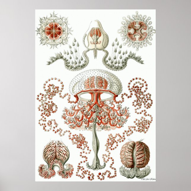 Ernst Haeckel Poster ~ Anthomedusae (Framsidan)