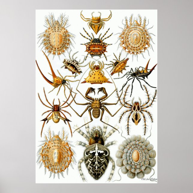 Ernst Haeckel Poster ~ Arachnida (Framsidan)