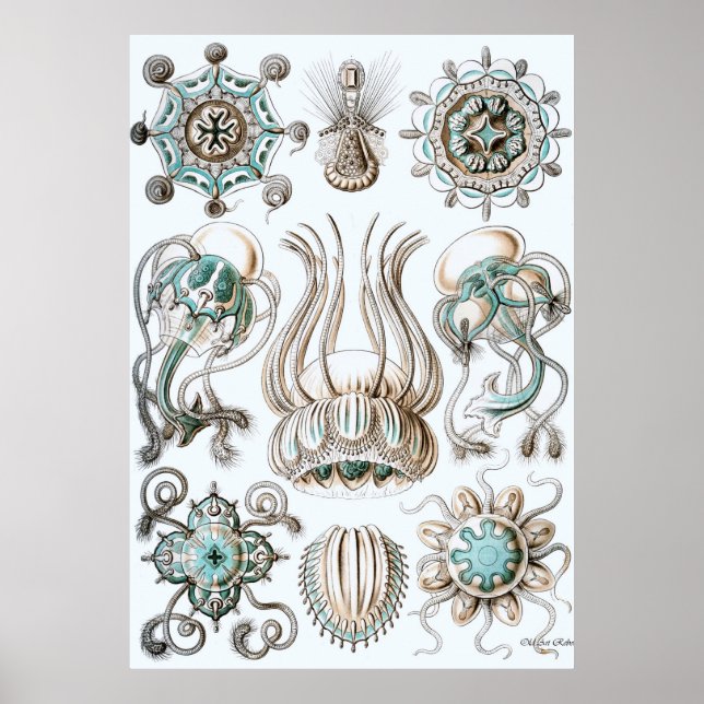 Ernst Haeckel Poster ~ Narcomedusae (Framsidan)