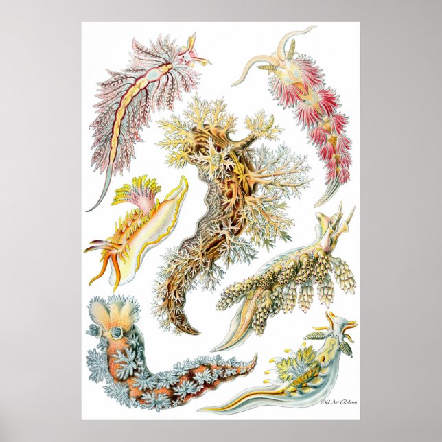 Ernst Haeckel Poster ~ Nudibranchia (Framsidan)