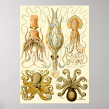 Ernst Haeckel Poster ~ Tafel