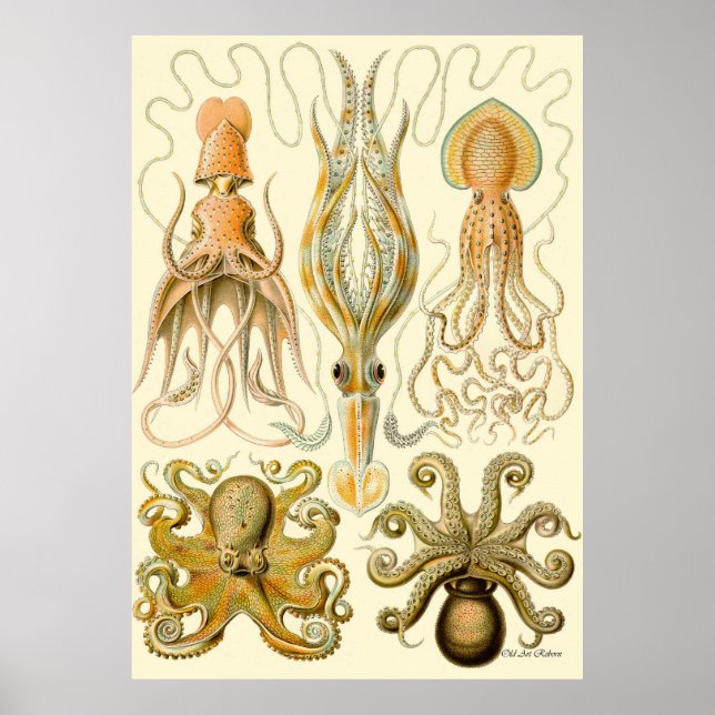 Ernst Haeckel Poster ~ Tafel (Framsidan)
