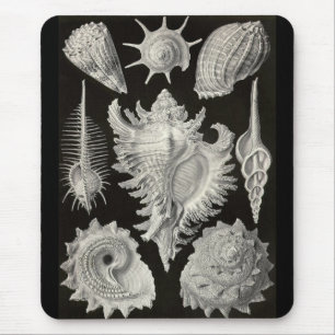 Ernst Haeckel - Prosobranchia Musmatta