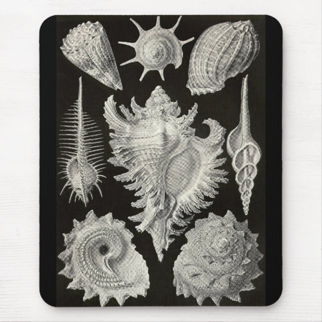 Ernst Haeckel - Prosobranchia Musmatta (Framsidan)