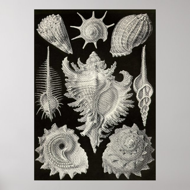 Ernst Haeckel - Prosobranchia Poster (Framsidan)