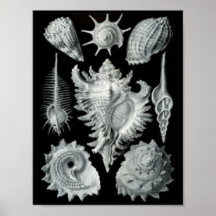 Ernst Haeckel Prosobranchia Striking Black & White Poster