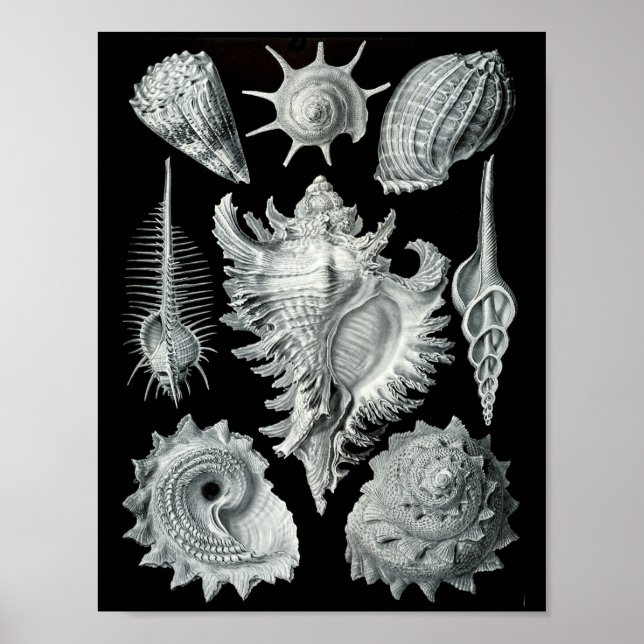 Ernst Haeckel Prosobranchia Striking Black & White Poster (Framsidan)
