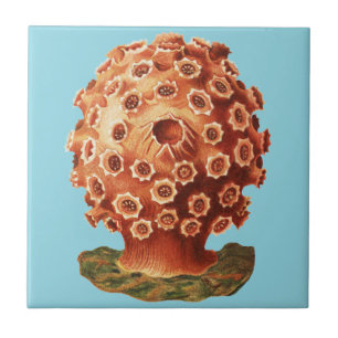 Ernst Haeckel Rött Korall Marin Fauna Kakelplatta