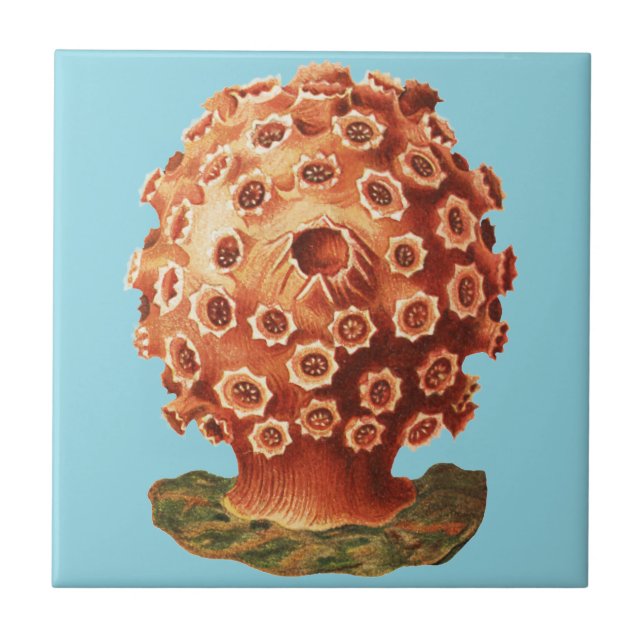 Ernst Haeckel Rött Korall Marin Fauna Kakelplatta (Framsidan)