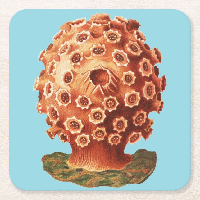 Ernst Haeckel Rött Korall Marin Fauna Underlägg Papper Kvadrat (Framsidan)