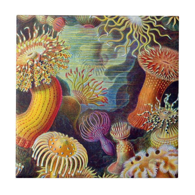Ernst Haeckel Sea Anemones Marine:Actiniae Kakelplatta (Framsidan)