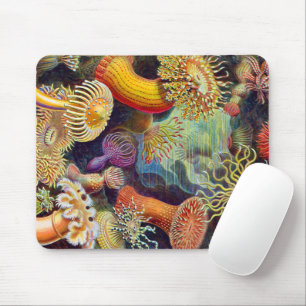 Ernst Haeckel Sea Anemones Marine:Actiniae Musmatta