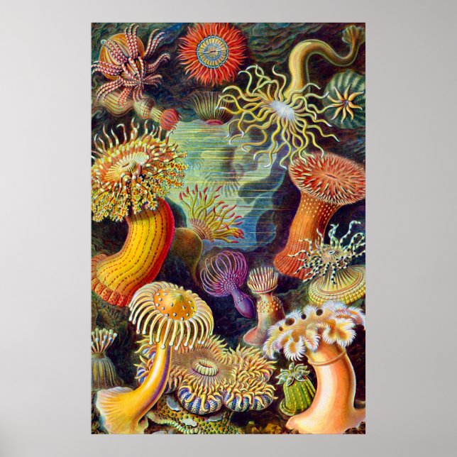 Ernst Haeckel Sea Anemones Marine:Actiniae Poster (Framsidan)