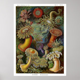 Ernst Haeckel Sea Anemones Poster