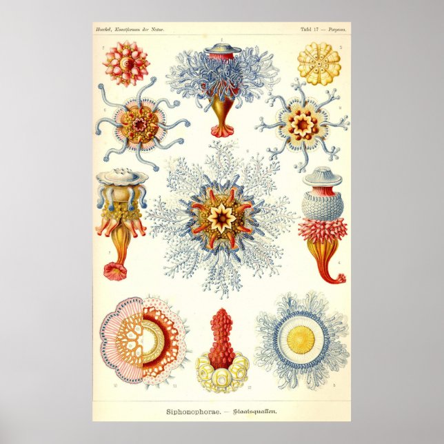 Ernst Haeckel - Sifonophorae2 Poster (Framsidan)
