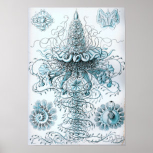 Ernst Haeckel Siphonophorae manetspyfluga Poster