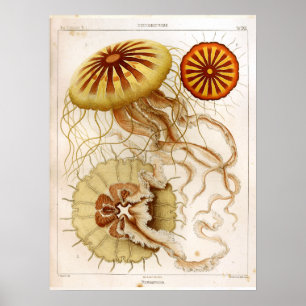Ernst Haeckel Sjöliv Ocean Jellyfish Art Skriv ut Poster