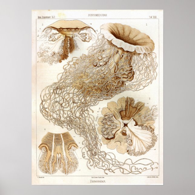Ernst Haeckel Sjöliv Ocean Jellyfish Art Skriv ut Poster (Framsidan)