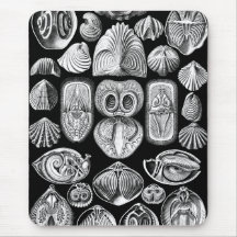 Ernst Haeckel Spirobranchia