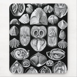 Ernst Haeckel Spirobranchia Musmatta