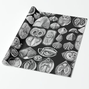 Ernst Haeckel Spirobranchia Presentpapper