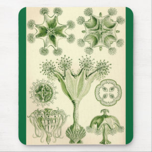Ernst Haeckel - Stauromedusae manet Musmatta