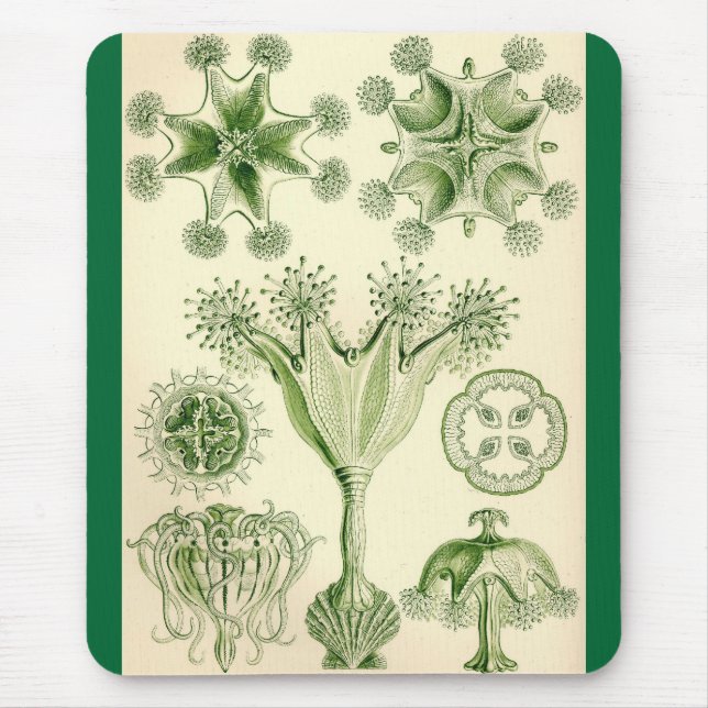 Ernst Haeckel - Stauromedusae manet Musmatta (Framsidan)