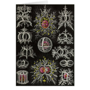 Ernst Haeckel - Stephoidea Hälsningskort
