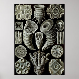 Ernst Haeckel Tetracorallia coral Poster