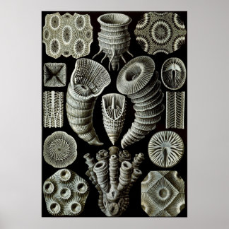 Ernst Haeckel Tetracorallia coral Poster
