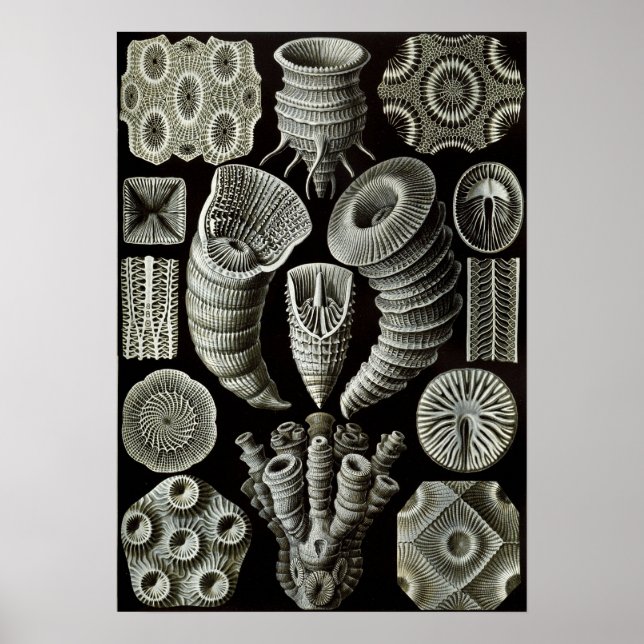 Ernst Haeckel Tetracorallia coral Poster (Framsidan)