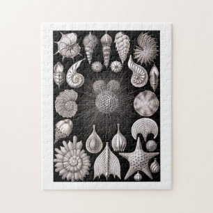 Ernst Haeckel Thalamophora I Pussel
