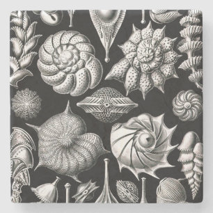 Ernst Haeckel Thalamophora II Stenunderlägg