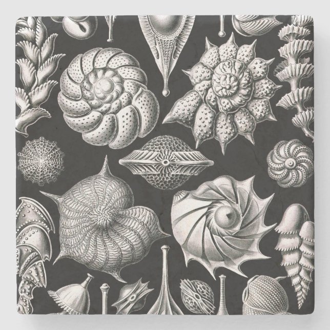 Ernst Haeckel Thalamophora II Stenunderlägg (Framsidan)