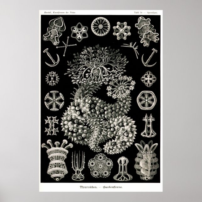 Ernst Haeckel ThuroIIDE Sea Cucumbers Poster (Framsidan)