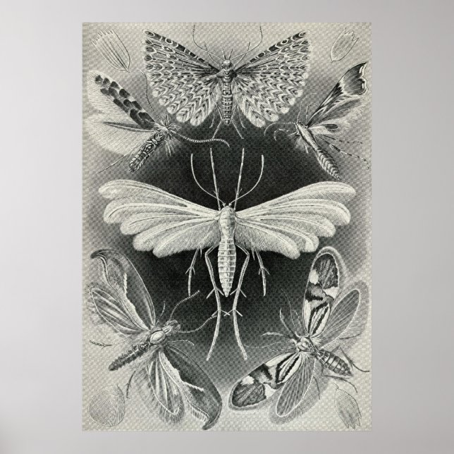 Ernst Haeckel - Tineida Poster (Framsidan)