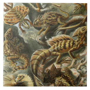 Ernst Haeckel traditionell illustration Lacertilia Kakelplatta