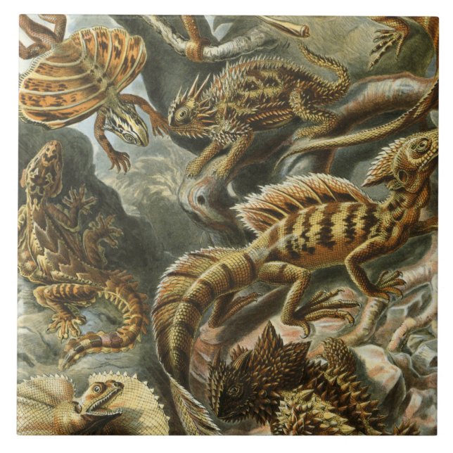 Ernst Haeckel traditionell illustration Lacertilia Kakelplatta (Framsidan)