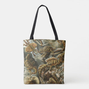 Ernst Haeckel traditionell illustration Lakertilia Tygkasse