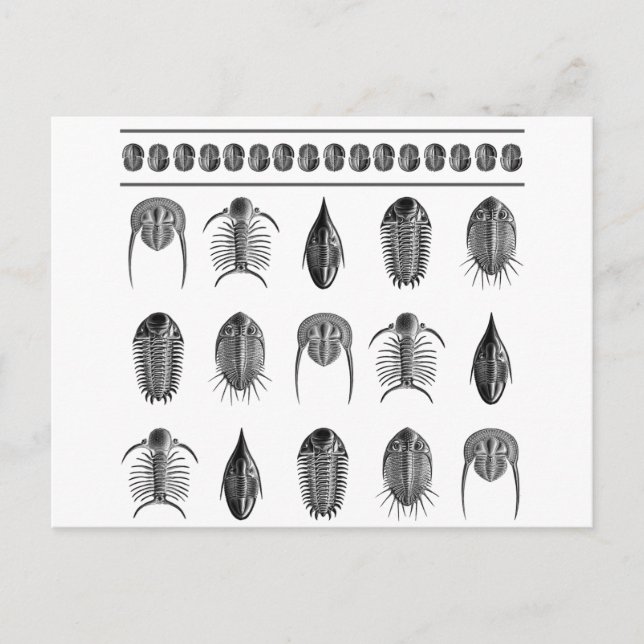 Ernst Haeckel Trilobite Mönster - stor Vykort (Framsida)