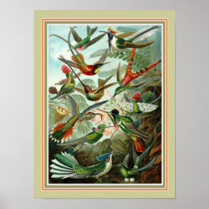 Ernst Haeckel "Trochilidae" 12 x 16 Skriv ut Poster