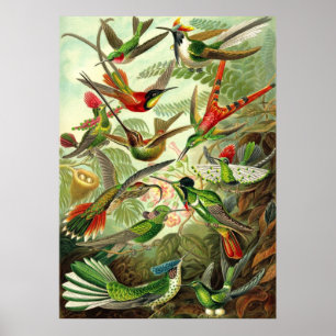Ernst Haeckel - Trochilidae Hummingbird Poster