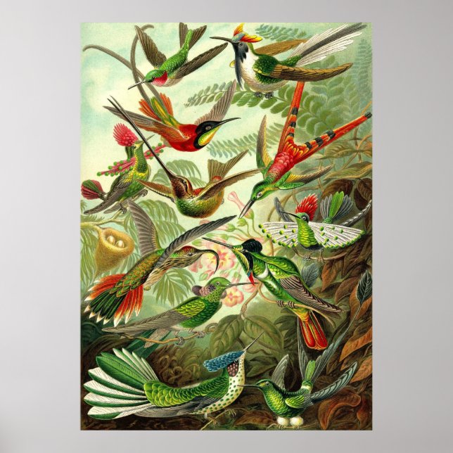 Ernst Haeckel - Trochilidae Hummingbird Poster (Framsidan)