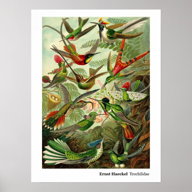 Ernst Haeckel Trochilidae Hummingbird Poster (Framsidan)