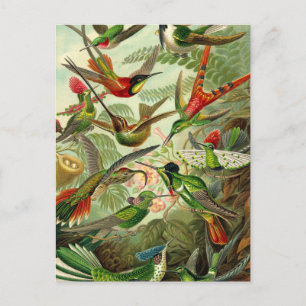 Ernst Haeckel Trochilidae Hummingbird Vykort