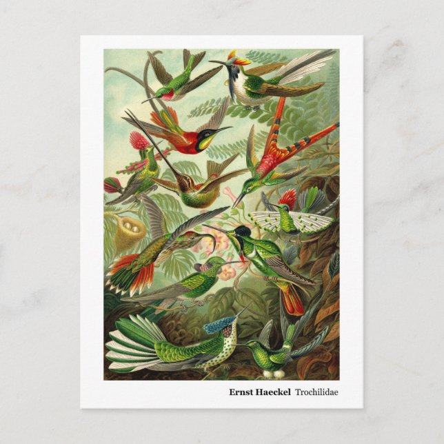 Ernst Haeckel Trochilidae Hummingbird with Gräns Vykort (Framsida)